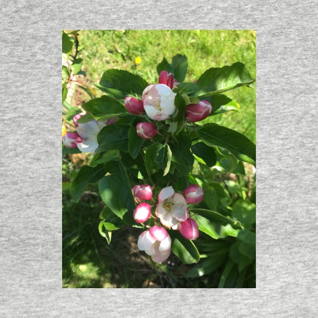 Abundant Apple Blossoms by Amanda1775